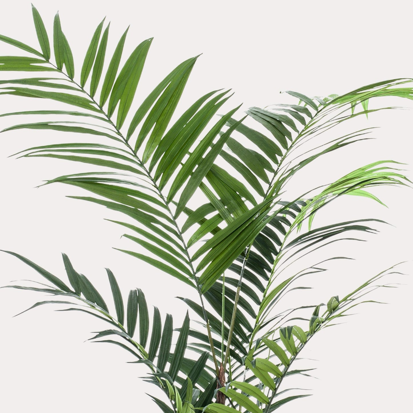 Kentia palm kunstplant 210 cm | Grote tropische kunstpalm binnen