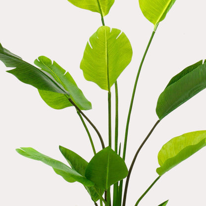 Strelitzia Nicolai Kunstplant 150 cm | Grote Tropische Kamerplant voor Binnen