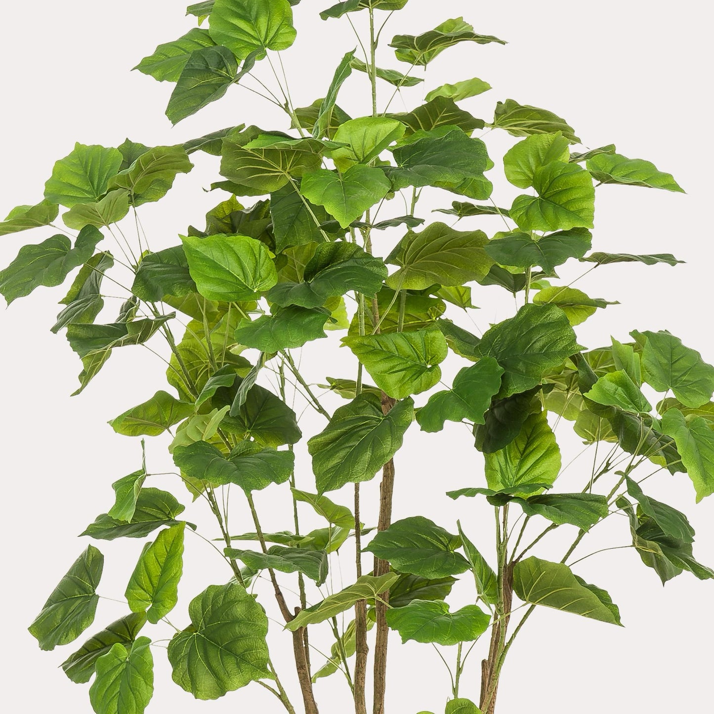 Ficus Umbellata kunstboom 180 cm | populaire Afrikaanse vijg kunstplant