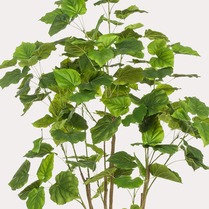 Ficus Umbellata kunstboom 180 cm | populaire Afrikaanse vijg kunstplant