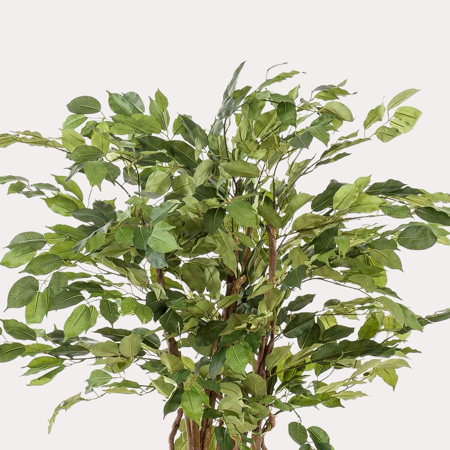 Ficus liana kunstplant 140 cm | Levensechte boom met kronkelstam voor luxe interieur