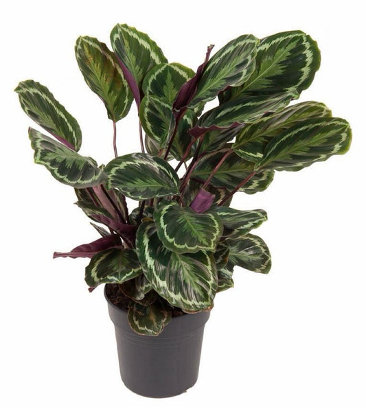 Calathea Medallion 80 cm | Luxe Tropische Kamerplant met Printblad