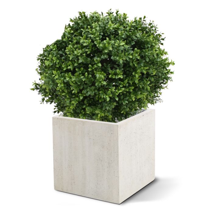 Kunst Buxusbol - Perfect Groen voor Buiten