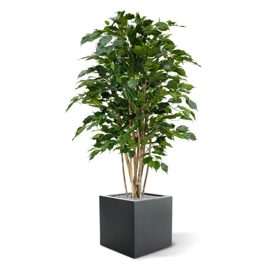 Kunst Ficus - Luxe Groene Blikvanger voor Binnen