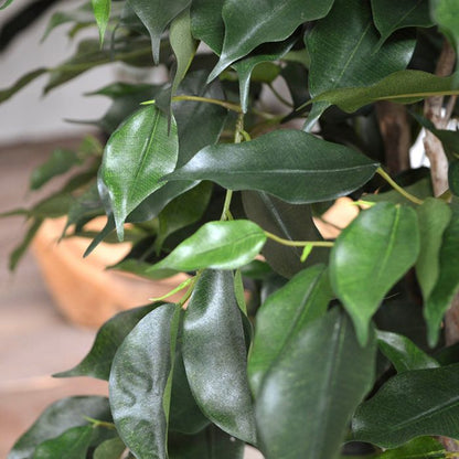 Kunst Ficus - Luxe Groene Blikvanger voor Binnen