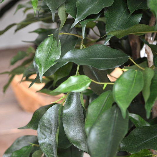 Kunst Ficus - Luxe Groene Blikvanger voor Binnen