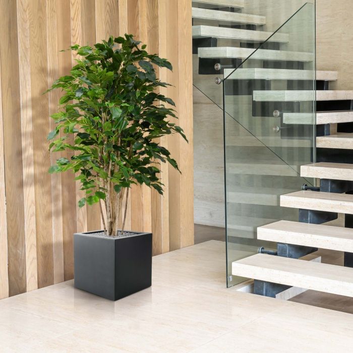 Kunst Ficus - Luxe Groene Blikvanger voor Binnen