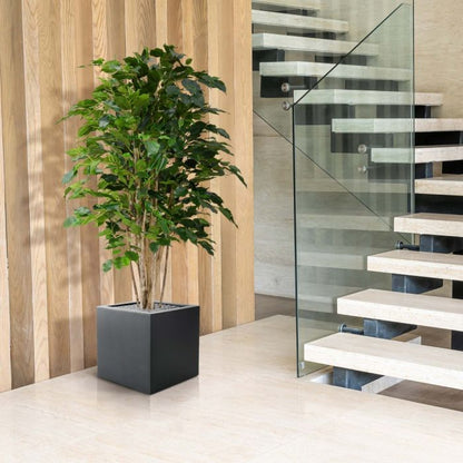 Kunst Ficus - Luxe Groene Blikvanger voor Binnen