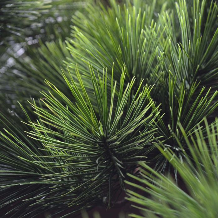 Kunst Bonsai Pinus - Stijlvolle Oosterse Sfeer voor Buiten