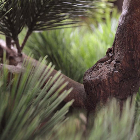 Kunst Bonsai Pinus - Stijlvolle Oosterse Sfeer voor Buiten