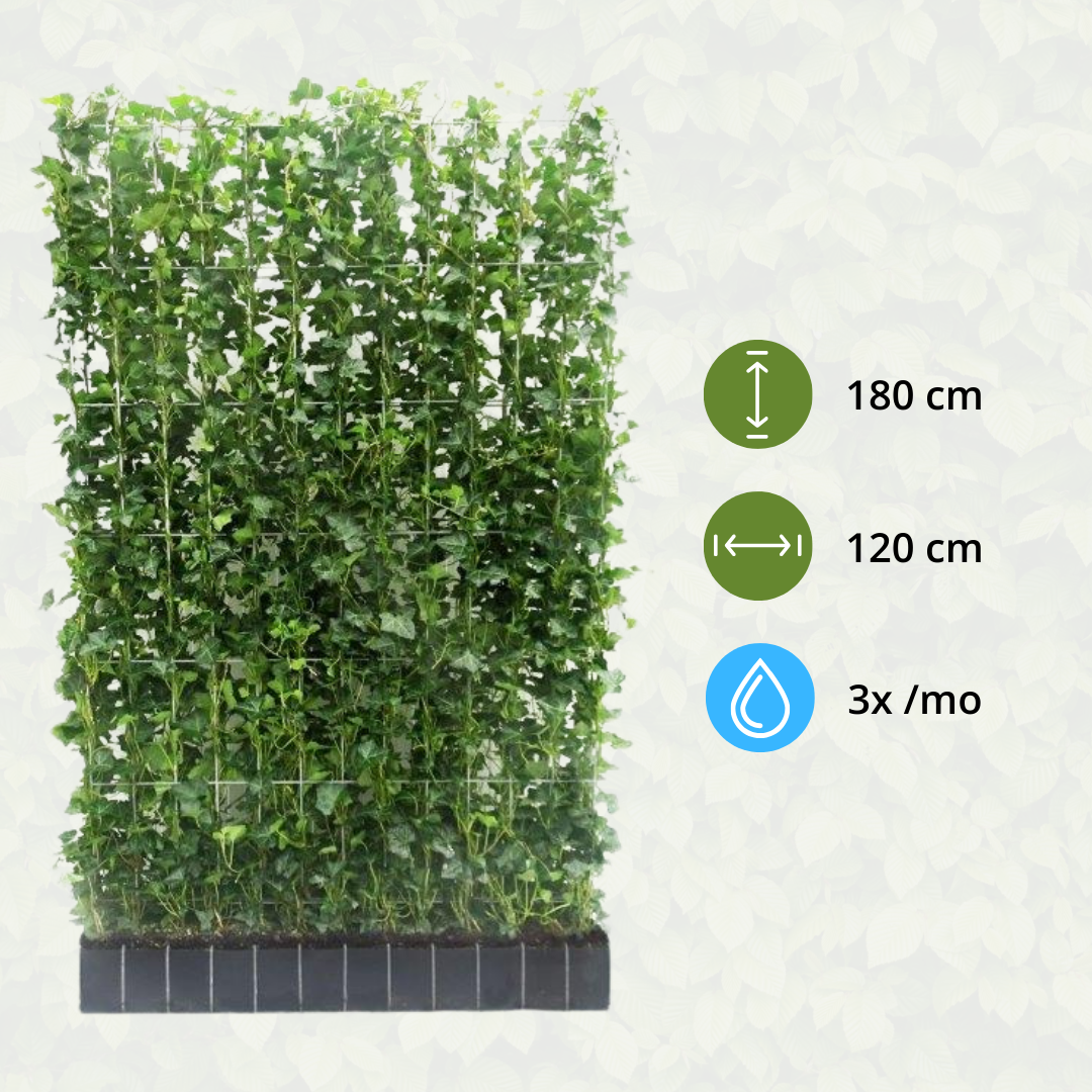 Kant-en-Klaar Klimophaag Hedera Hibernica | 120×180 cm | Direct Privacy | Volgroeide Haag