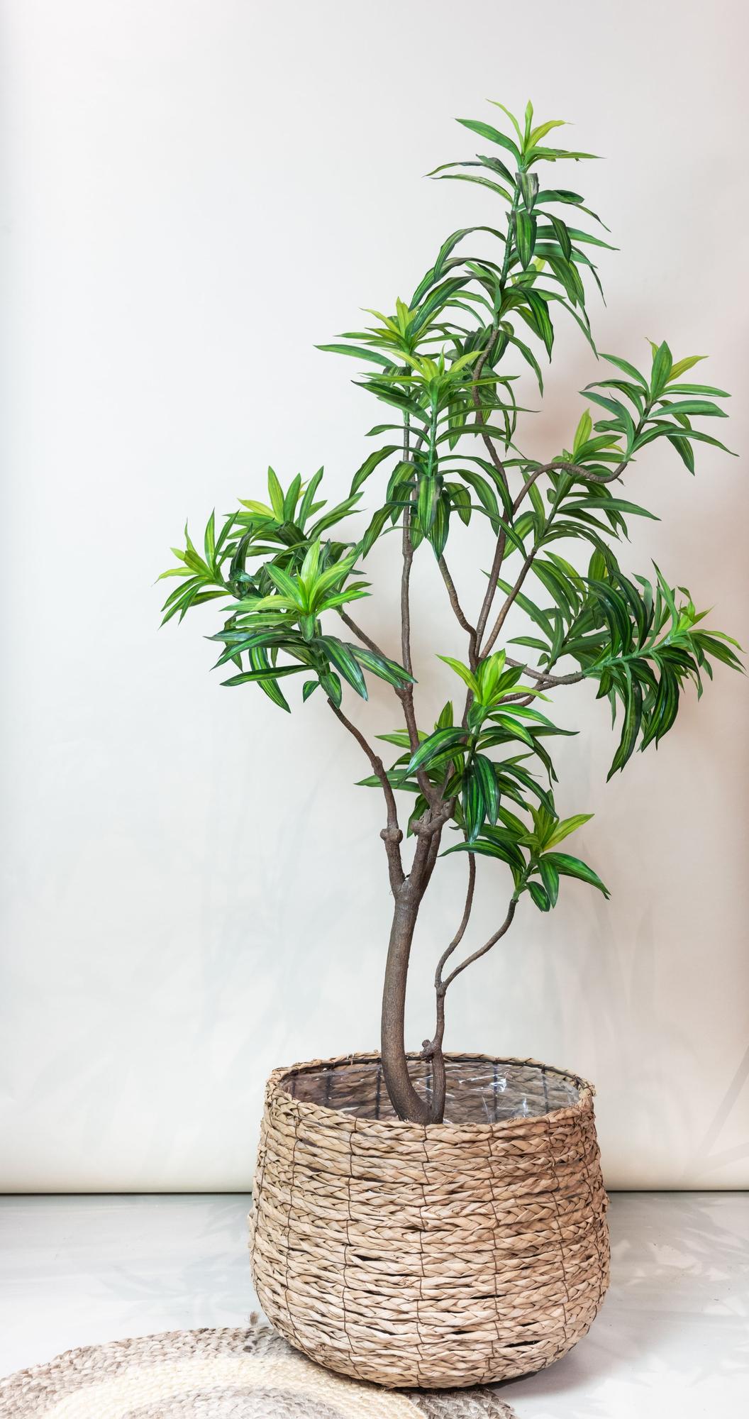 Kunstplant realistisch | 190 cm | Binnenplant | Dracaena Drakenboom