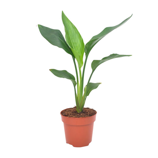 Bloeiende Paradijsvogelplant 40 cm | Strelitzia Reginae