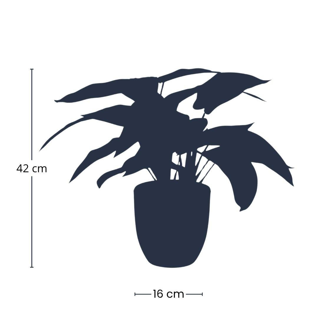 Calathea Zebrina Kunstplant 42 cm | Populaire Binnenplant met Fluweelblad