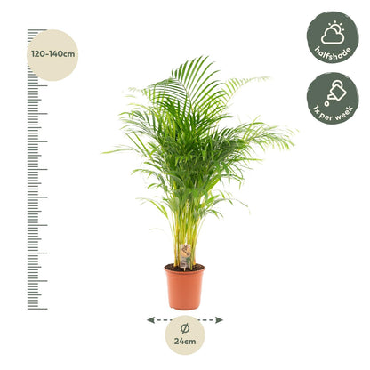 Echte Areca Palm Dypsis Lutescens | 130 cm | Luchtzuiverende Kamerpalm | Moderne Interieurplant