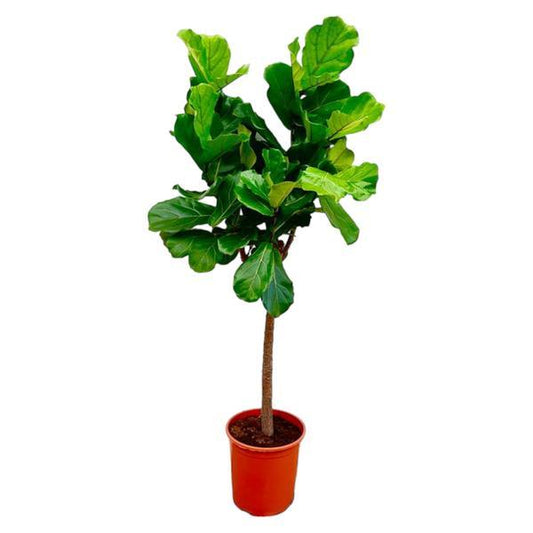 Ficus Lyrata Boom 160 cm | Grote Vioolbladplant voor Woonkamer