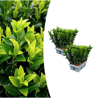 Echte Euonymus Green Spire | 15 cm | Compacte Haagplant | 2-Pack voor Moderne Borders