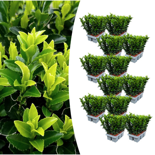 Echte Euonymus Green Spire | 15 cm | Wintergroene Haagplant | 12-Pack voor Strakke Tuinen