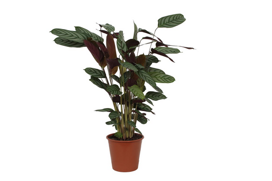 Calathea Compactstar XL 90 cm | Luxe Tropische Kamerplant