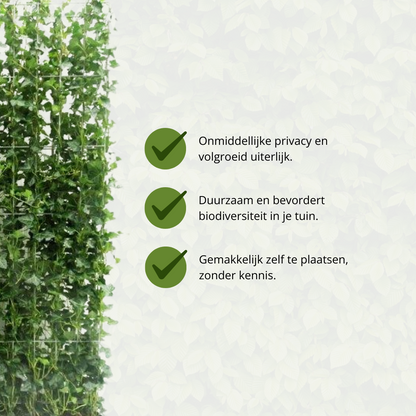 Kant-en-Klaar Klimophaag Hedera Hibernica | 120×120 cm | Dichte Groene Afscheiding | Direct Privacy