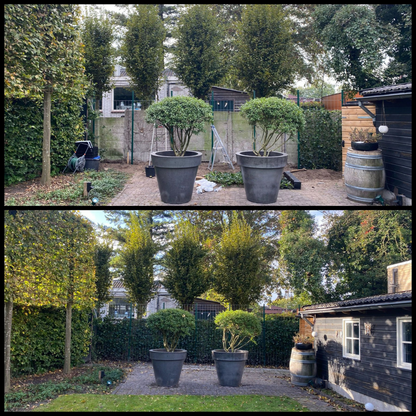 12. Kant-en-Klaar Klimop Scherm Hedera | 120×150 cm | Direct Groene Afscheiding | Volgroeid