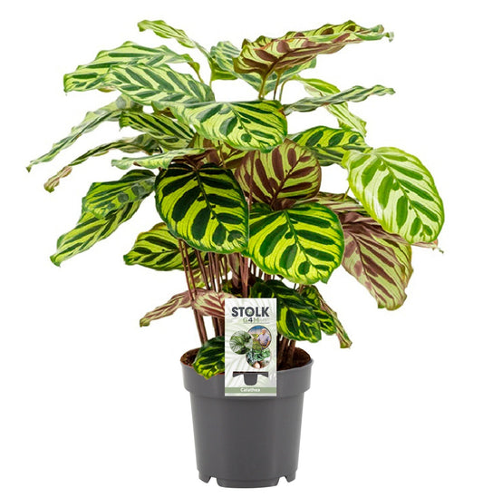 Calathea Makoyana 45 cm | Pauwenplant met Sierlijk Blad