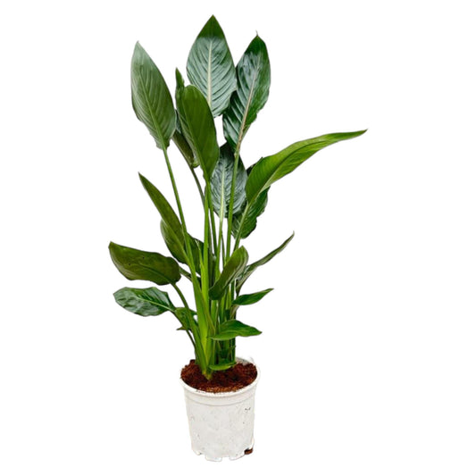 Grote Bloeiende Paradijsvogelplant 120 cm | Strelitzia Reginae