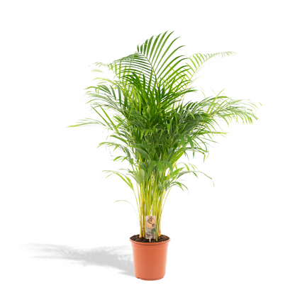 Echte Areca Palm Dypsis Lutescens | 130 cm | Luchtzuiverende Kamerpalm | Moderne Interieurplant