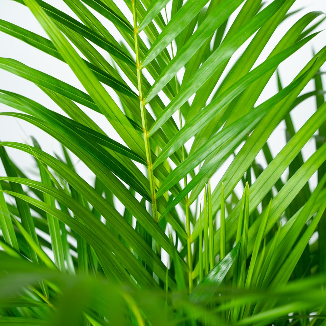 Echte Areca Palm Dypsis Lutescens | 130 cm | Luchtzuiverende Kamerpalm | Moderne Interieurplant