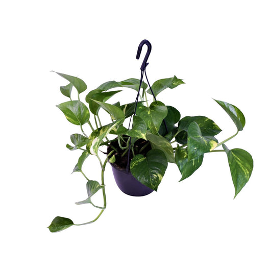 Epipremnum Aureum 30 cm | Makkelijke Hangplant voor Binnen