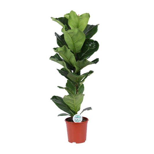 Ficus Lyrata 90 cm | Trendy Vioolbladplant voor Binnen
