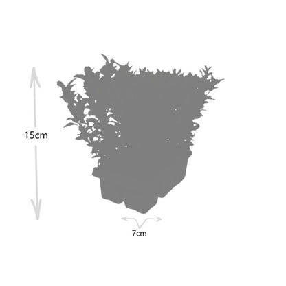 Echte Euonymus Green Spire | 15 cm | Wintergroene Haagplant | Solitair Structuurplant