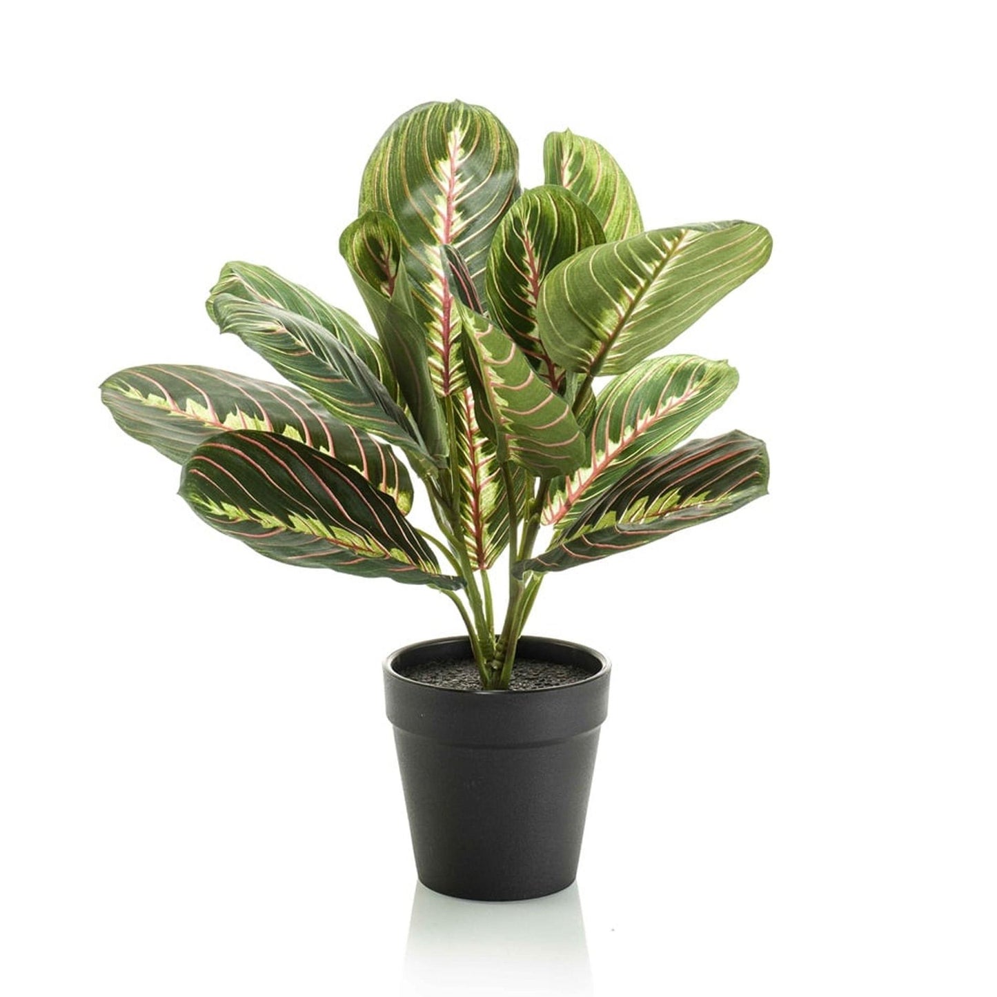 Maranta Leuconeura Kunstplant 30 cm | Kleine Tropische Kamerplant met Getekende Bladeren