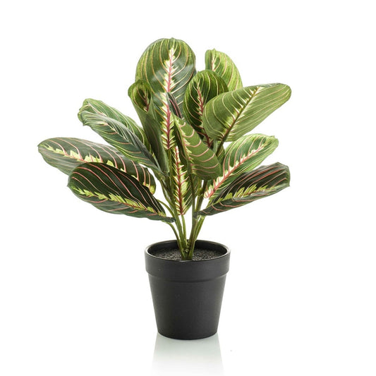 Maranta Leuconeura Kunstplant 30 cm | Kleine Tropische Kamerplant met Getekende Bladeren