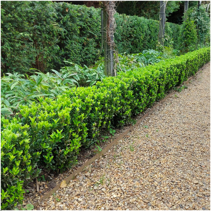 Echte Euonymus Green Spire | 15 cm | Compacte Haagplant | 2-Pack voor Moderne Borders