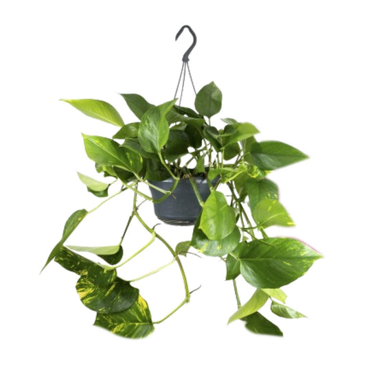 Epipremnum Aureum 25 cm | Sterke Kamerplant voor Elk Interieur