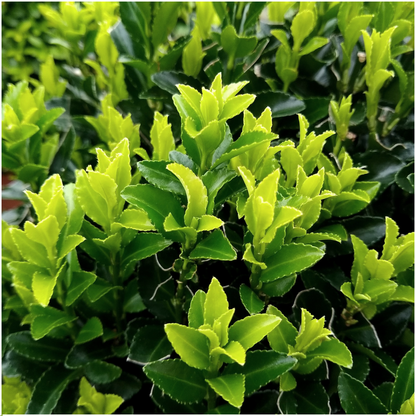 Echte Euonymus Green Spire | 15 cm | Structuurplant | 4-Pack Wintergroen