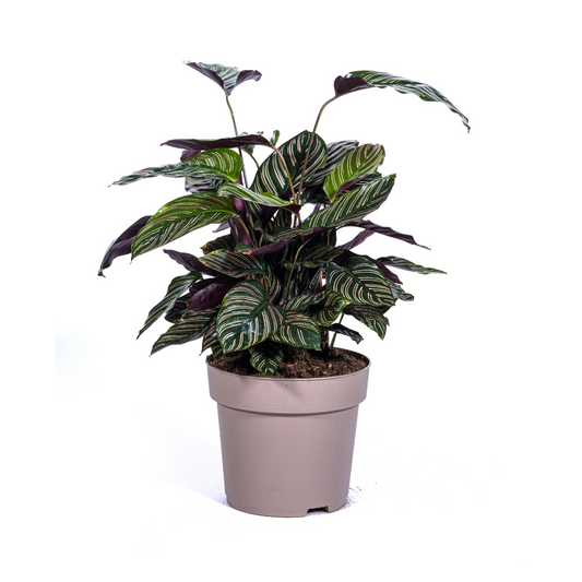 Calathea Ornata Grote Kamerplant 60–80 cm | Trendy Bladplant