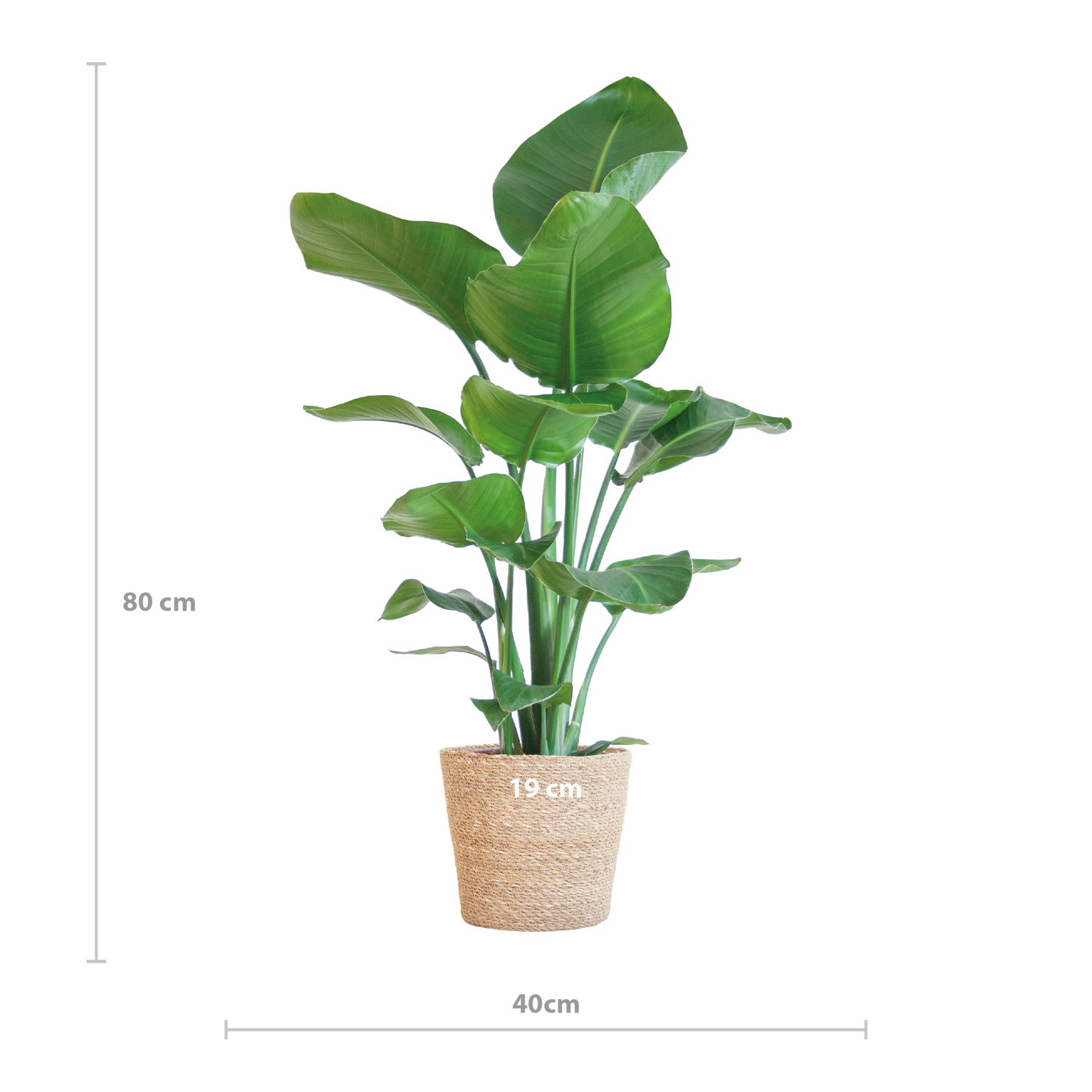 Echte Strelitzia Nicolai | 80 cm | Tropische Kamerplant | Geschikt voor Woonkamer & Kantoor