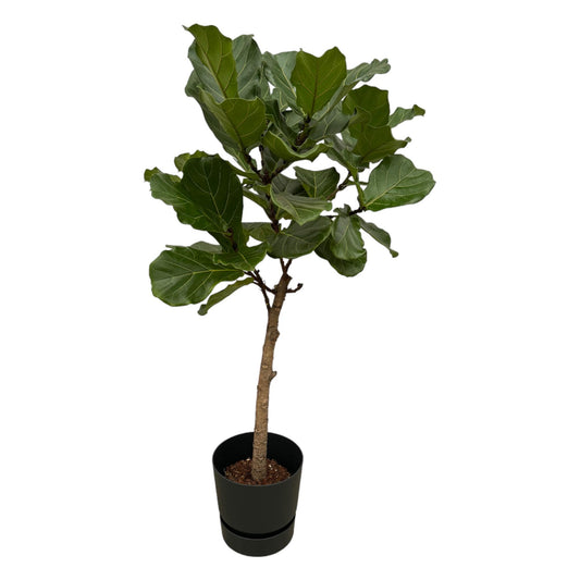 Ficus Lyrata XL 160 cm met Zwarte Pot | Moderne Kamerplant