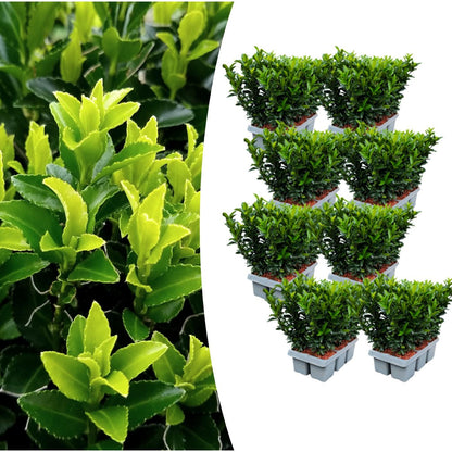 Echte Euonymus Green Spire | 15 cm | Strakke Haagplant | Set van 8 voor Moderne Tuinen