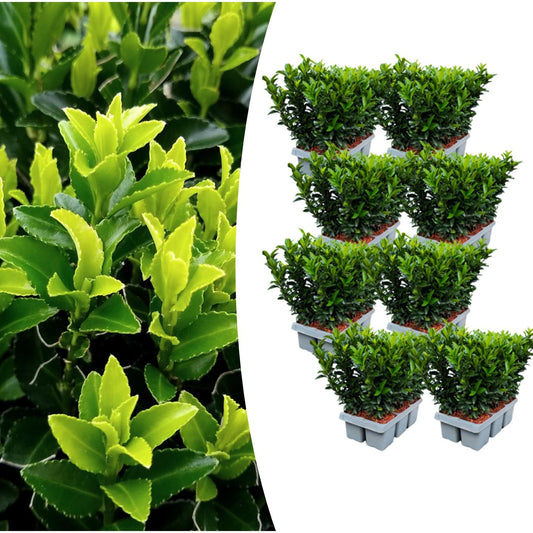 Echte Euonymus Green Spire | 15 cm | Strakke Haagplant | Set van 8 voor Moderne Tuinen