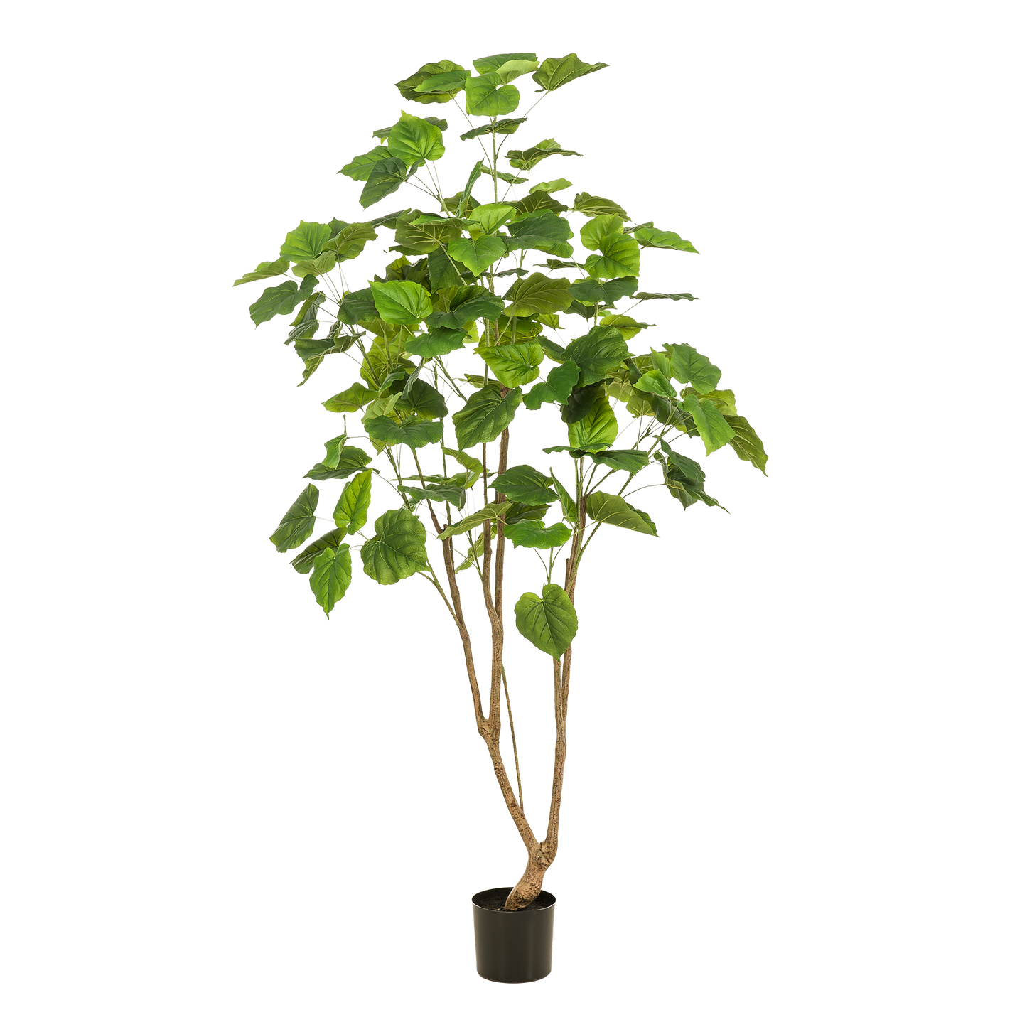 Ficus Umbellata kunstboom 180 cm | populaire Afrikaanse vijg kunstplant