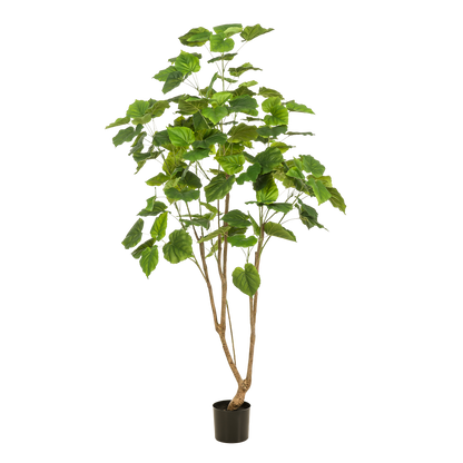 Ficus Umbellata kunstboom 180 cm | populaire Afrikaanse vijg kunstplant