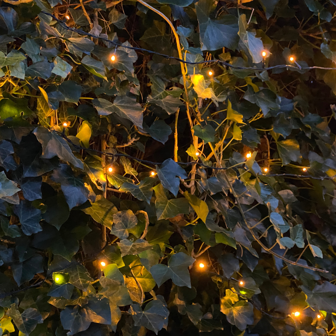 Kant-en-Klaar Klimophaag Hedera Hibernica | 120×120 cm | Dichte Groene Afscheiding | Direct Privacy