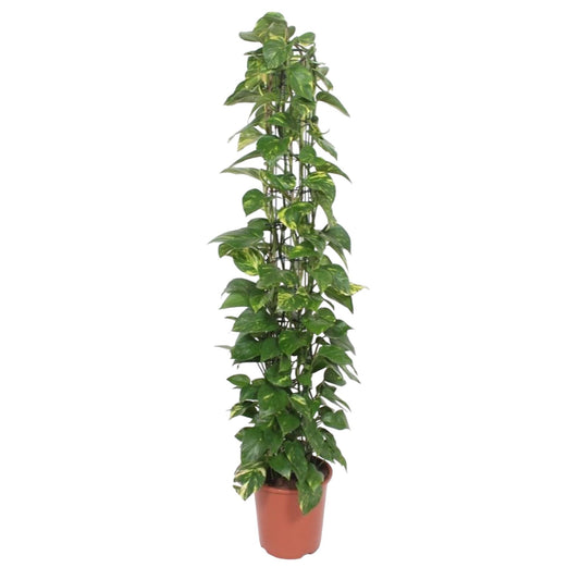 Epipremnum Klimplant 160 cm op Rek | Snelle Groeier voor Binnen