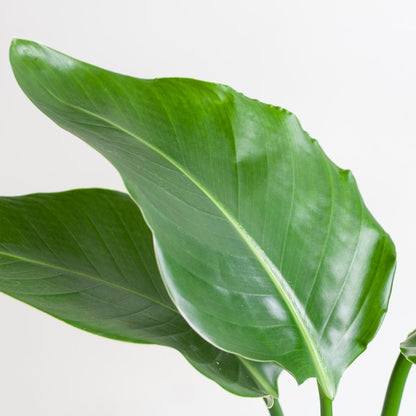 Echte Strelitzia Nicolai | 80 cm | Tropische Kamerplant | Geschikt voor Woonkamer & Kantoor