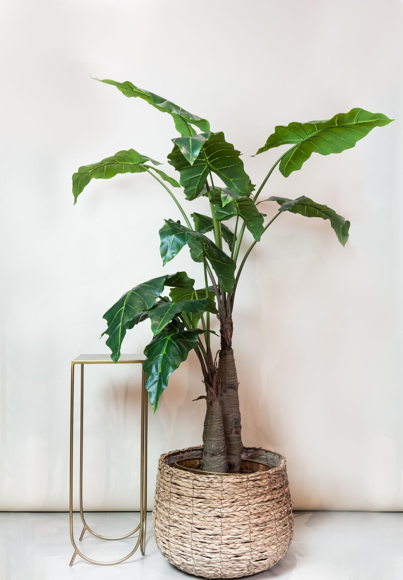 Kunstplant onderhoudsvrij | 180 cm | Binnenplant | Alocasia Olifantsoor