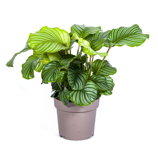 Calathea Orbifolia Grote Kamerplant 70–90 cm | Populaire Bladplant