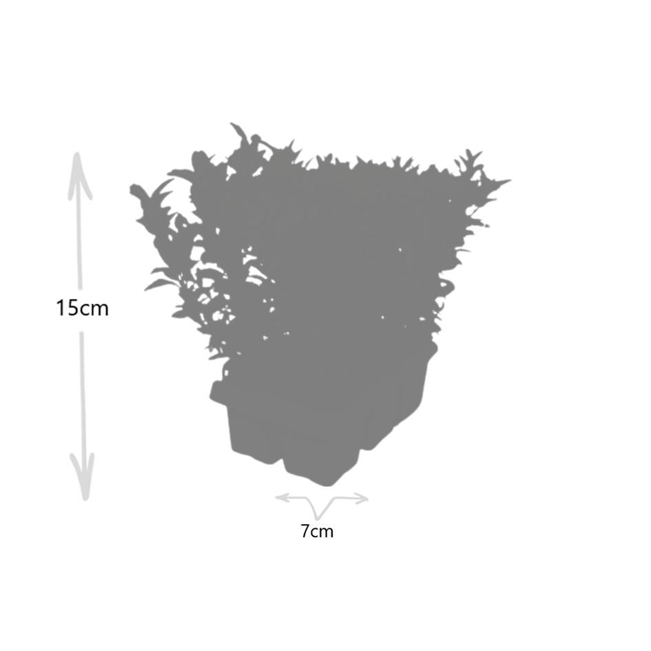 Echte Euonymus Green Spire | 15 cm | Compacte Haagplant | 2-Pack voor Moderne Borders